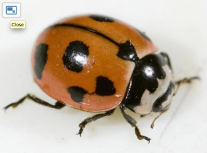 Cornell University is breeding nine-spotted ladybugs. The N.Y. insect had not been seen for 30 years in the state. There are four spots on each wing cover and the ninth is at the split at the front where the two meet.
